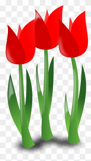 May Clipart Red Tulip - Mother's Day Flowers Clip Art - Png Download