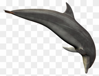 Dolphin Png Transparent Images - Bottlenose Dolphin Dolphin Transparent Background Clipart