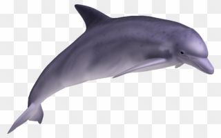 Dolphin Png Transparent Images - Dolphin Transparent Background Clipart