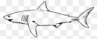 Drawing Sharks Zebra Shark Huge Freebie Download - Great White Shark Clip Art - Png Download