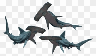 Transparent Shark Png Transparent - Great Hammerhead Shark Png Clipart