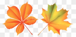 Free Png Download Autumn Leaves Clipart Png Photo Png - Maple Leaf Transparent Png