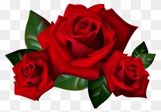 Rcb Wallpapers For Mobile - Red Roses Clipart - Png Download