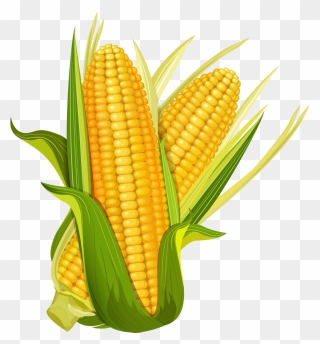 Maize Ear Corncob Popcorn Clipart