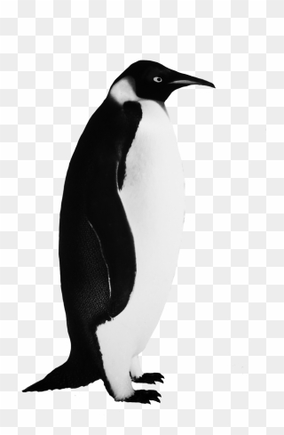 Funny Penguin Clip Art - Png Download