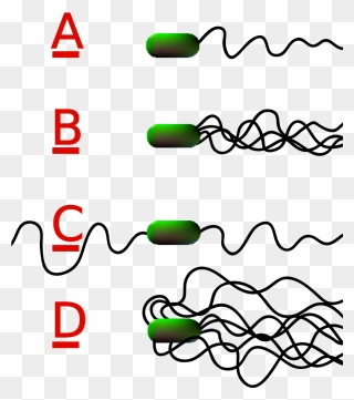 Clostridium Tetani Has No Flagella Clipart