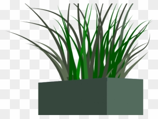 Transparent Tall Grass Clipart - Transparent Background Plant Grass Png