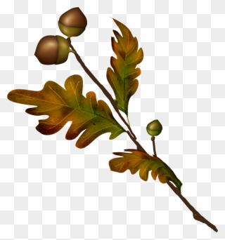 Gambel Oak Clipart