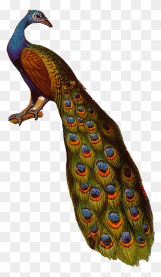 Peafowl Clipart