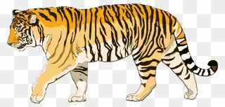 Transparent Blood Dripping Transparent Png - Bengal Tiger Walking Png Clipart