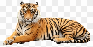 Transparent Animal Face Png - Sumatran Tiger Transparent Background Clipart