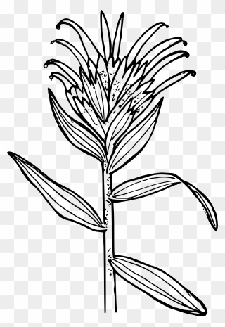 Thin-leaved Paintbrush Clip Arts - Indian Paintbrush Coloring Page - Png Download