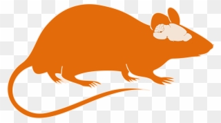 Mouse Brain Clipart - Png Download