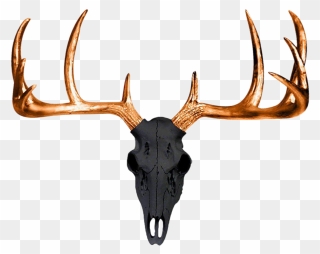 White-tailed Deer Antler Wall Decal Skull - Deer Skulls And Antlers Transparent Background Clipart