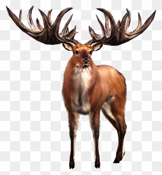 Irish Elk White-tailed Deer Big Buck Hunter Clipart