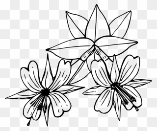 Symmetry,monochrome Photography,petal - Drawing Wildflower California Clipart