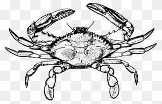 Line Art,decapoda,rock Crab - Crab Drawing Png Clipart