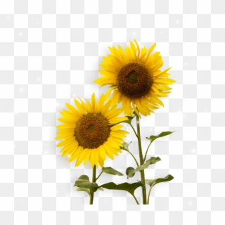 Transparent Sonnenblume Clipart - Png Download