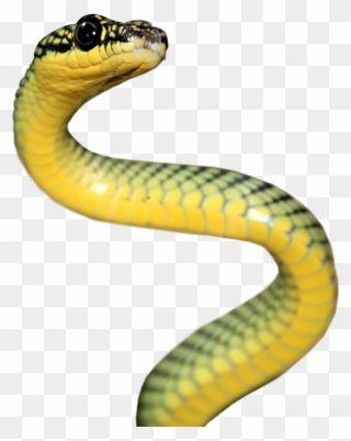 Rattlesnake Reptile Vipers Elapidae - Snake Hd Clipart