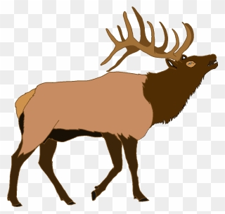 Elk Deer Illustration Vector Graphics Moose - Elk Clipart - Png Download