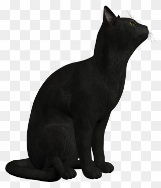 Png Clipart Best Web - Black Cat Png Transparent Png