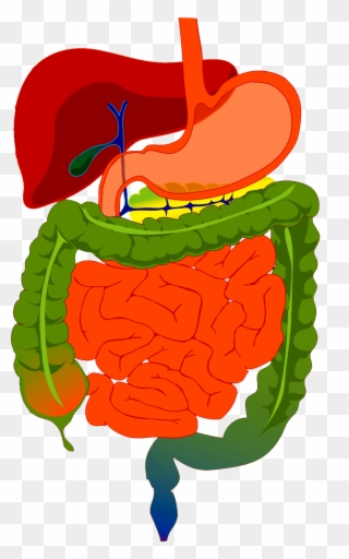 Gi Updates - Digestive System Diagram Clipart