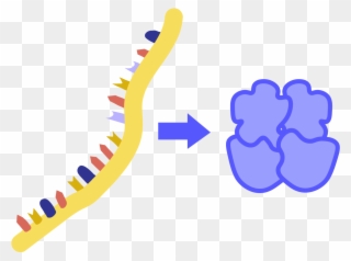 The Process By Which Proteins Are Made Based On Instructions Clipart