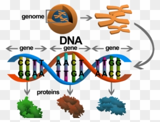 Dna Structure Clipart Genetic Trait - Gen To Protein - Png Download