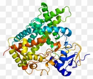 Cyp C Wikipedia - Cyp450 Crystal Structure Clipart