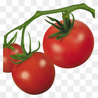 Tomato Plant Clip Art Mehmetcetinsozler Com Pin - Roma Tomatoes No Background - Png Download