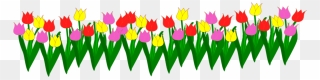 Tulipa Humilis Clipart