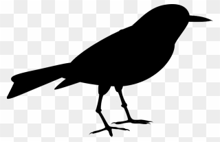 American Crow Clip Art Fauna Silhouette Common Raven - Png Download