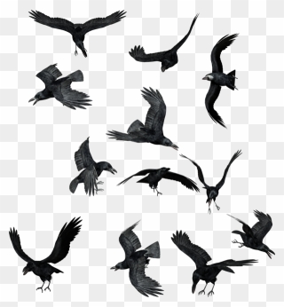 Bird Common Raven Clip Art - Ravens Png Transparent Png