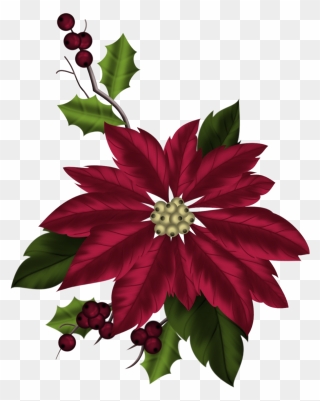 Poinsettia Clipart December Flower - Poinsettia - Png Download