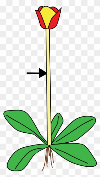 Https - //commons - Wikimedia - Org/wiki/file - Stem - Plant Stem Clip Art - Png Download