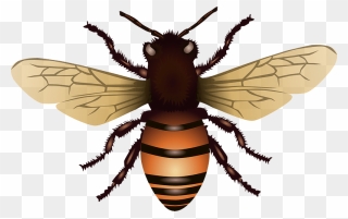 Bee Clipart - Free Svg Honey Bee - Png Download