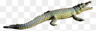 Alligator Transparent Png Png Download - Alligator Tail Transparent Png Clipart