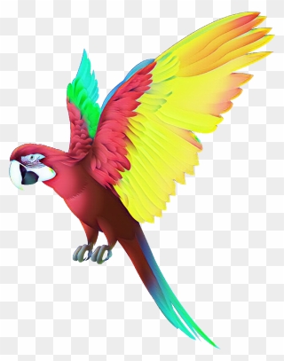 Colorful Bird Png Download Clipart