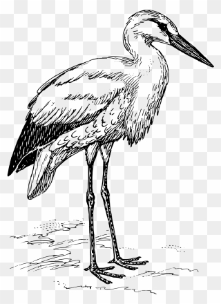 Stork Clipart Black And White - Png Download