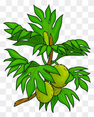 Breadfruit Tree Clipart - Png Download