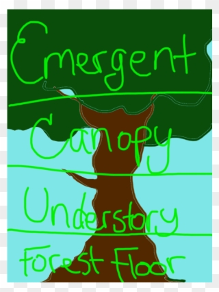 •the Highest Level Of The Rainforest, Is The Emergent - Graphic Design Clipart