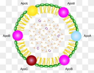 Sunday, 1 September - Lipoprotein Clipart
