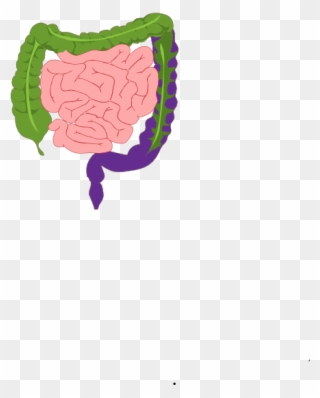 Digestive System Clipart