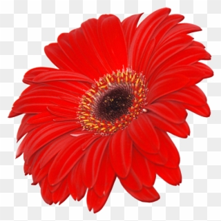 Red Flower Clipart September Flower - Flowers Images Hd Png Transparent Png