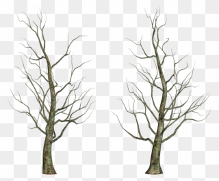 Leafless Tree Png Images - Portable Network Graphics Clipart