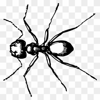 Clip Art Black And White Stock Carpenter Clipart Sketch - Ant Black And White Drawing - Png Download