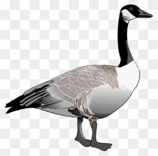 Geese Clip Art - Canada Goose Black And White - Png Download