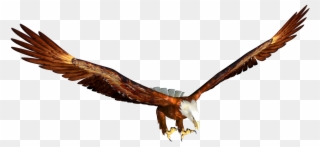 Free High Resolution Graphics And Clip Art - Eagle Flying Png Cartoon Transparent Png