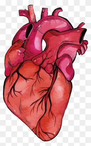 Anatomy Vector Human Heart Clipart Transparent Stock - Realistic Heart Model Png