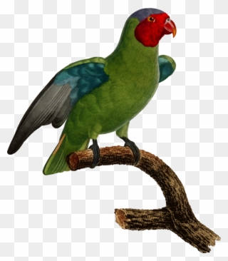 Budgerigar Parrot Lovebird Parakeet - Parrot Clipart